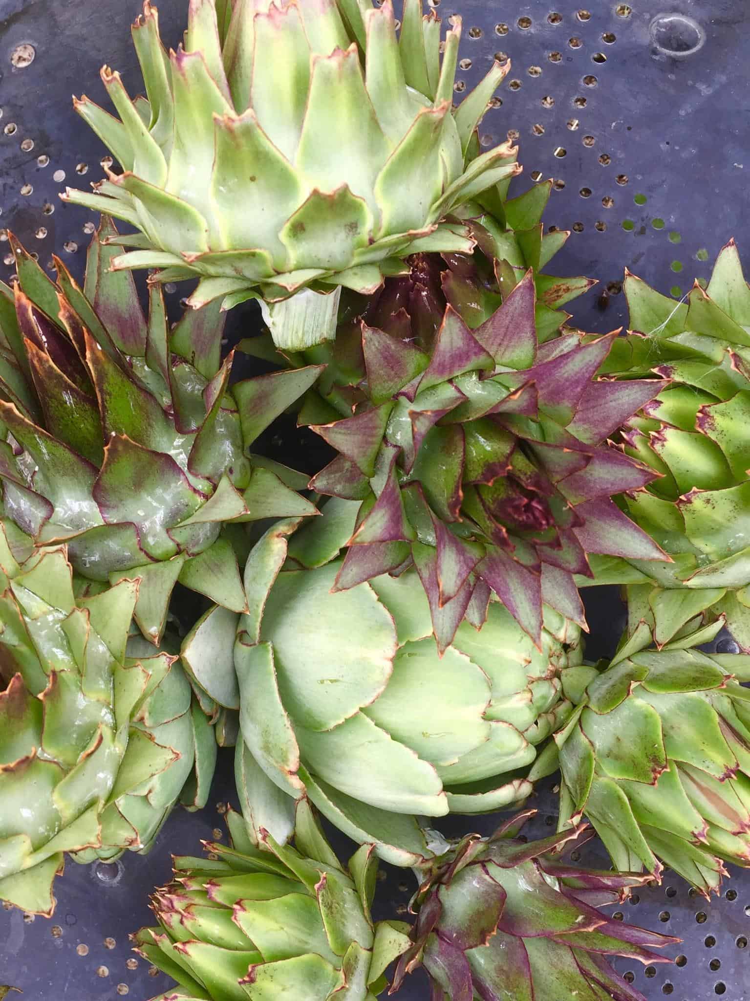 Artichokes Seeds and Soil Farm