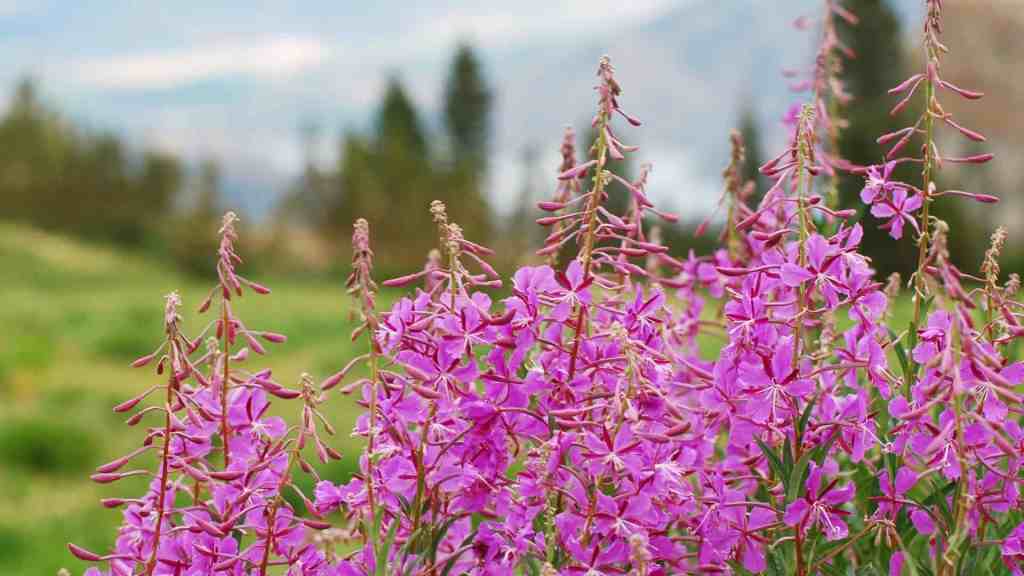 Fireweed Seed in nature