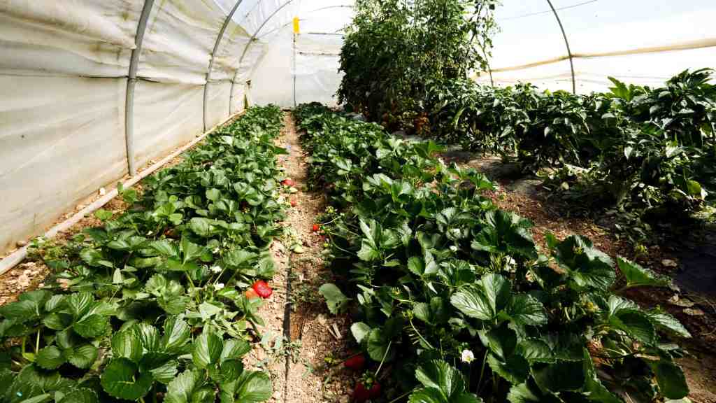 Greenhouse class alaska