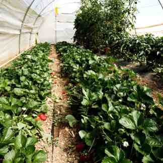 Greenhouse class alaska