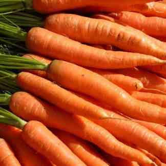 Danvers 126 Carrot Seed