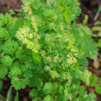 Cilantro Seed