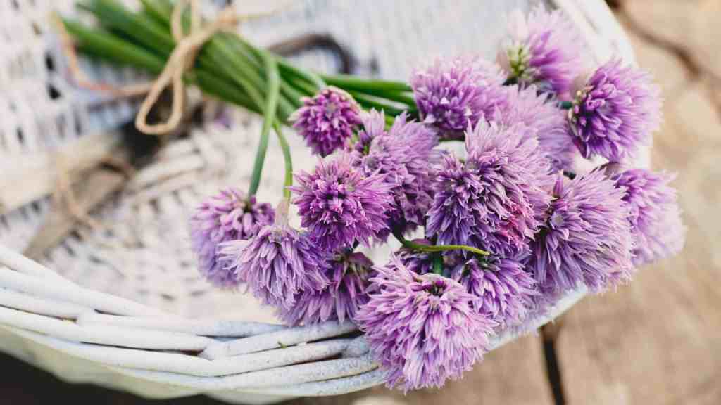 Chive Seed