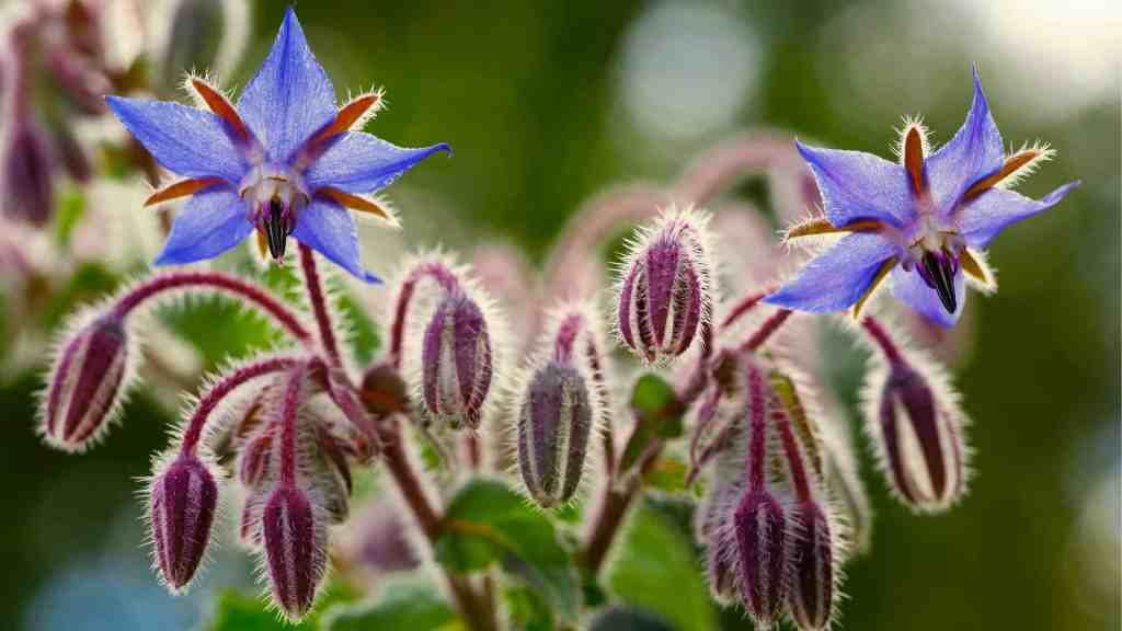Borage Seed