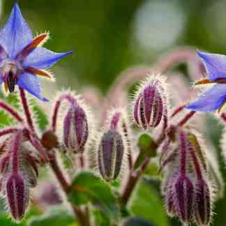 Borage Seed