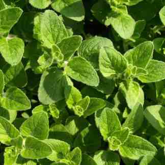 Alaska Herb Garden Seed Bundle