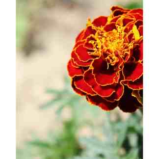 Marigold Seed