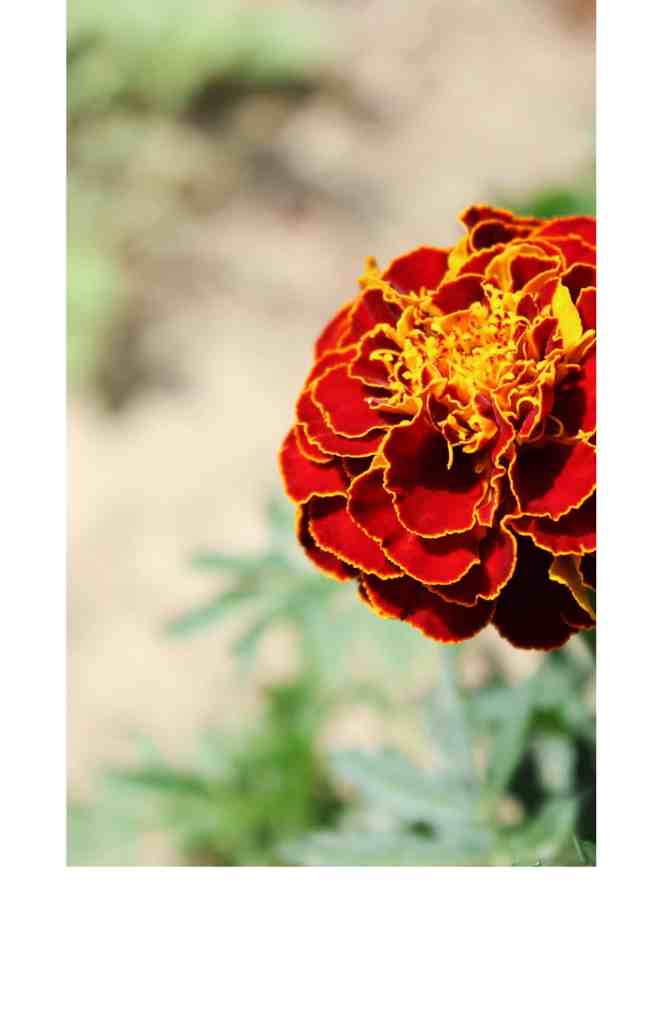 Marigold Seed