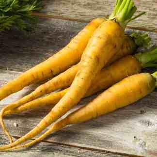 Yellowstone Carrot Seed