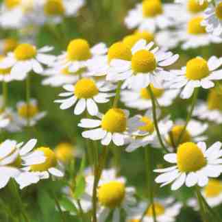 Chamomile Seed