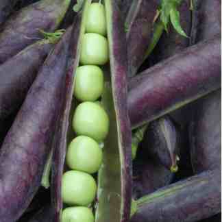 Blue Shelling Pea Seed