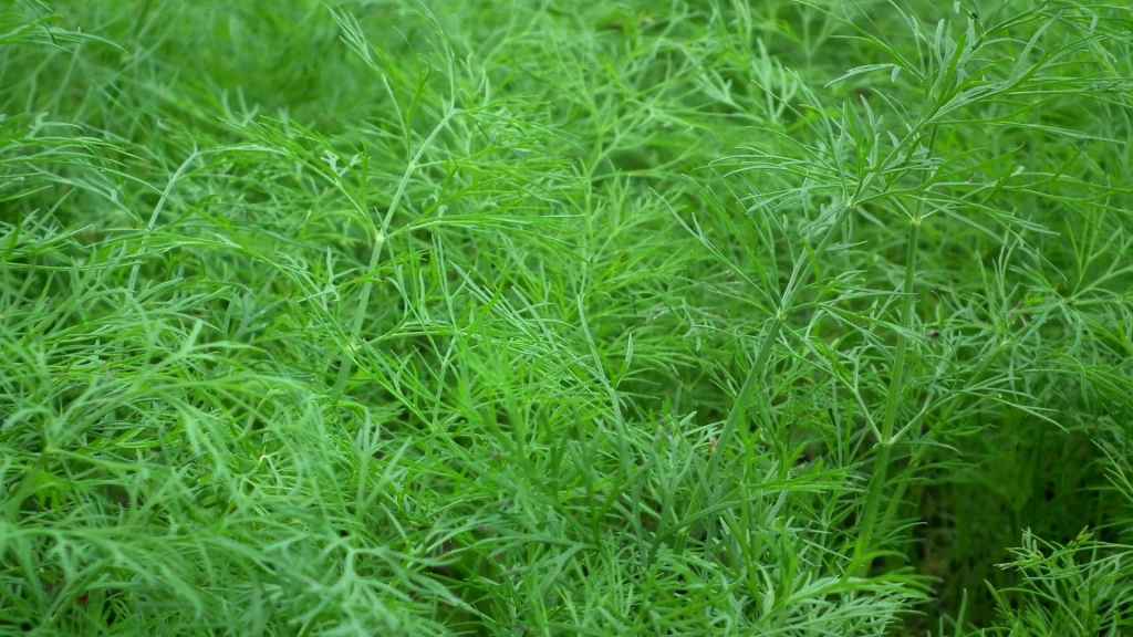 Dill Seed
