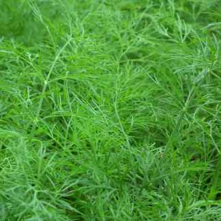 Dill Seed