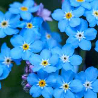 Alaska Wildflower Seed