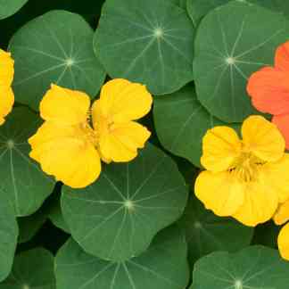 Nasturtium Seed