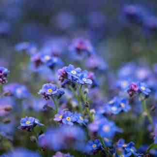 Forget me not seed