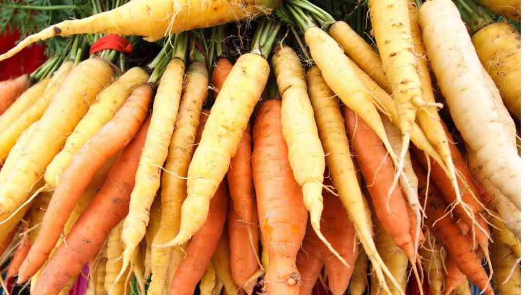 Carrot Seed Blend