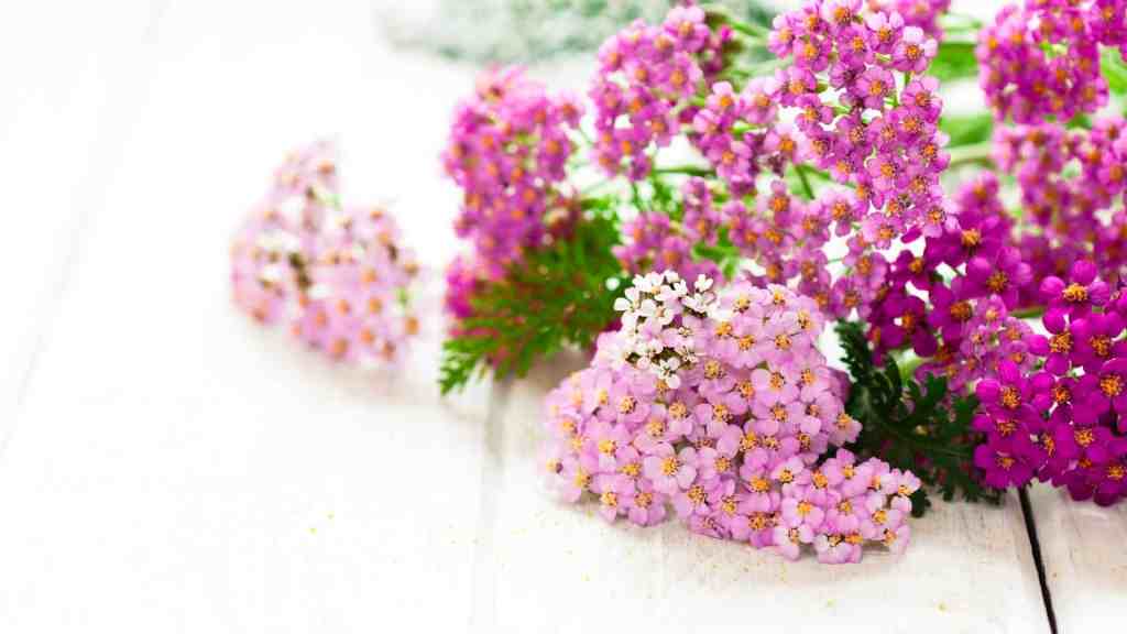 Yarrow Seed