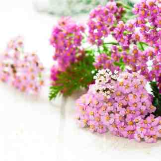 Yarrow Seed