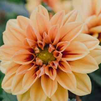 Dahlia Seed (Dahlia Variabilis Mignon)