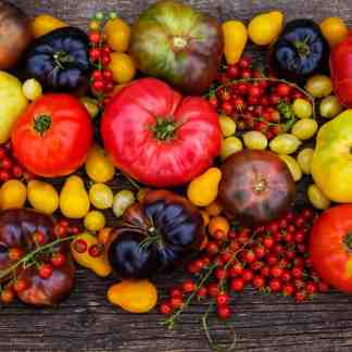 tomato gardening masterclass