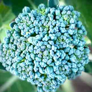 Broccoli Seed
