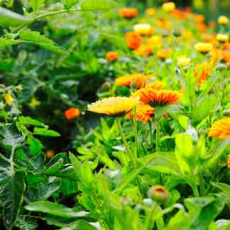 Edible Landscaping Online