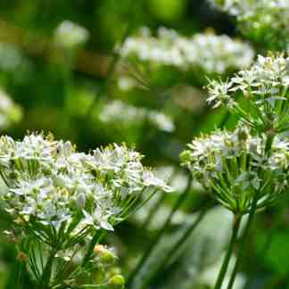Alaska seed garlic chives