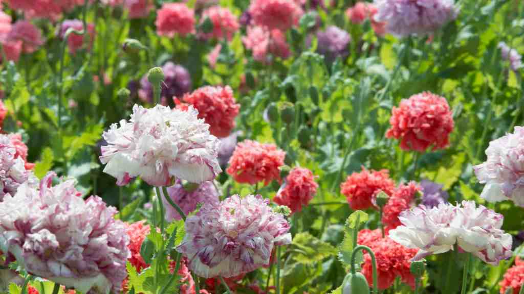 Alaska Seed Poppy