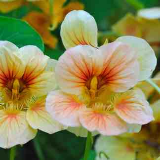 Nasturtium Seed