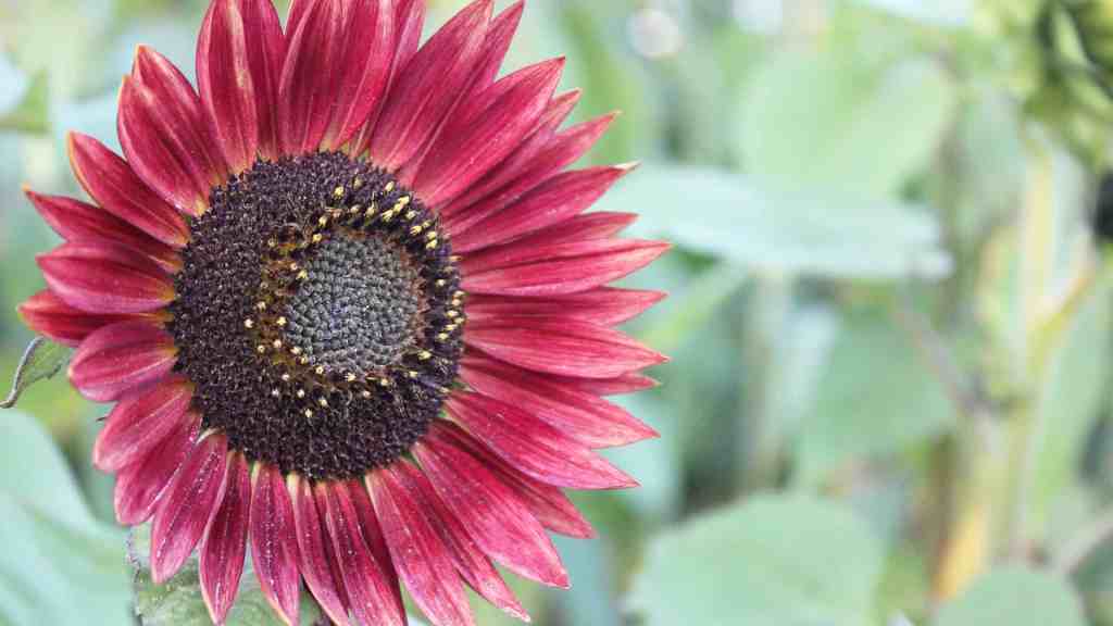 alaska seed sunflower