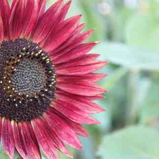 alaska seed sunflower