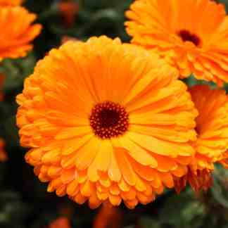 Alaska seed calendula