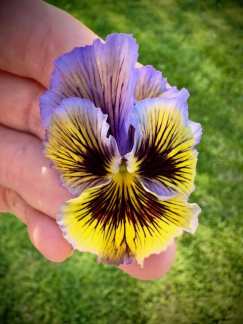 Pansy Seed Frilled (Viola x wittrockiana) - Seeds and Soil Farm