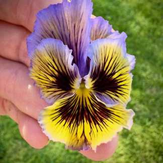 Frilled Pansy