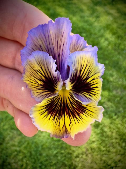 Viola Seed Pansy Mix Heirloom Seeds - 200 Non-GMO Viola Flowers