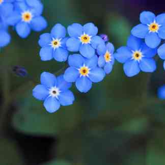 Forget me not Seed (Myosotis alpestris)