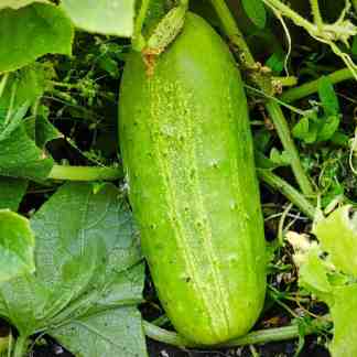 Cucumber Seed Blend