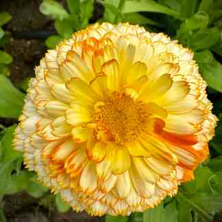 Calendula Seed Ivory Princess