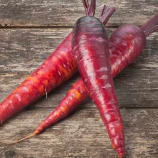 Carrot Seed Dragon (Daucus carota var. sativus)