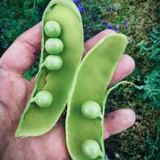 Oregon Giant Pea