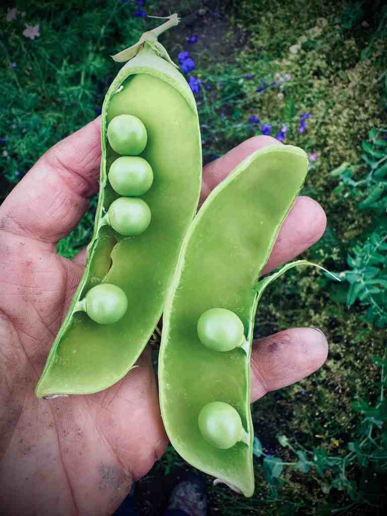 Oregon Giant Pea