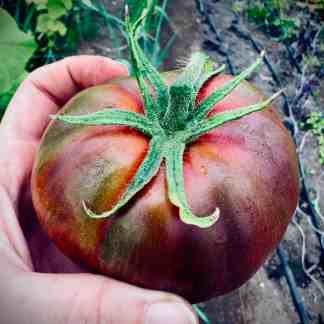 Pink Berkeley Tie Dye Tomato Seed