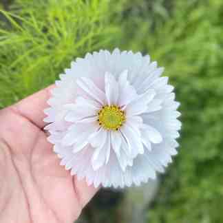Cosmos Cupcake. White cosmos flower