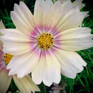Cosmos Apricot Lemonade (Cosmos bipinnatus)