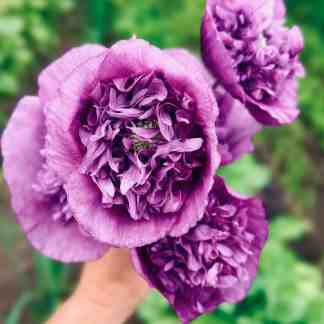 Double Purple Poppy (Papaver somniferum)