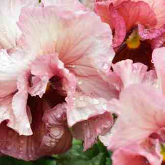 Viola Frilled Mini (Viola cornuta)