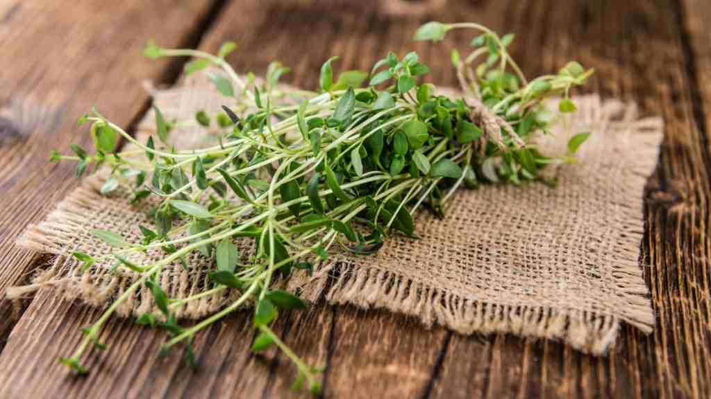 Thyme Seed