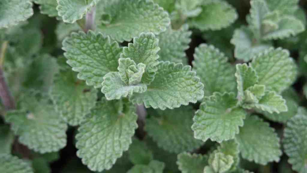 Catnip Seed