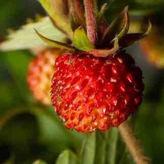 Strawberry Blend White Soul & Alpine Strawberry